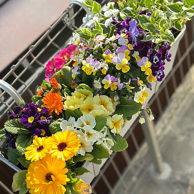 Cookieさんの実例写真