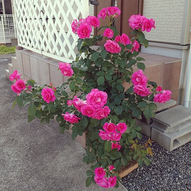 Bienvenueさんの実例写真