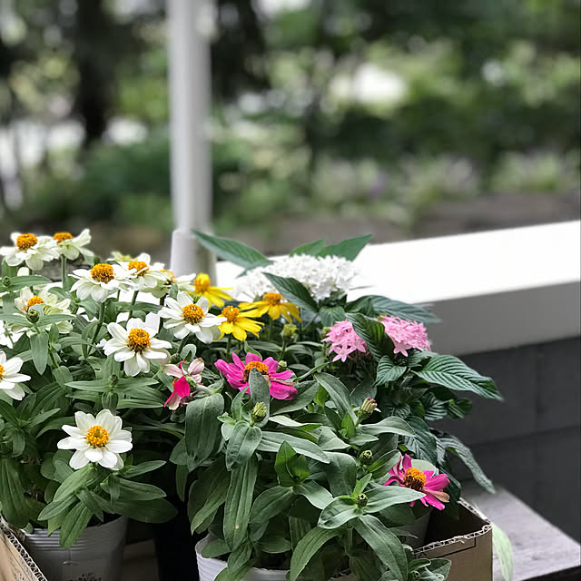 masakoさんの実例写真