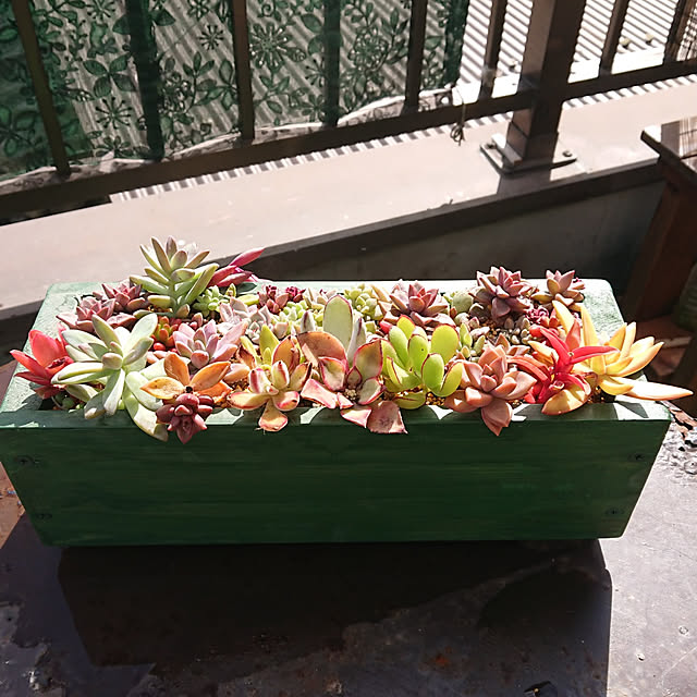 玄関/入り口/多肉植物/植物のある暮らし/DIYのインテリア実例 - 2021-05-06 12:02:32
