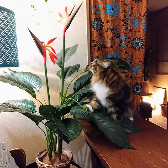 CHIKAさんの部屋