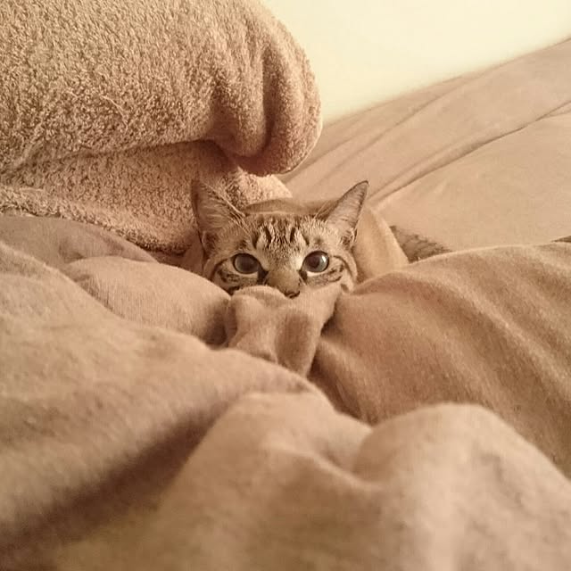 saori0123さんの実例写真