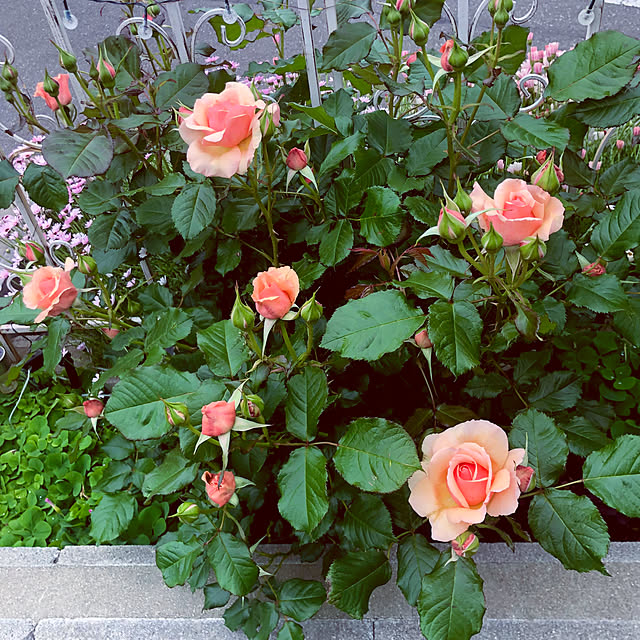 tomoさんの部屋