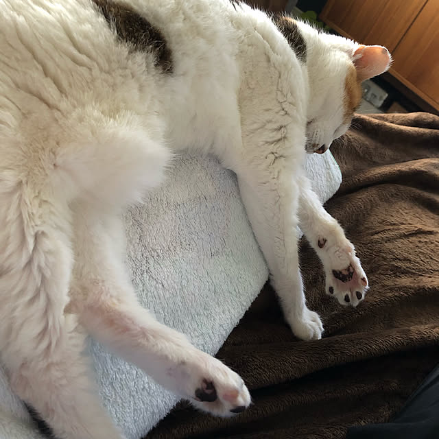 Denchanさんの実例写真