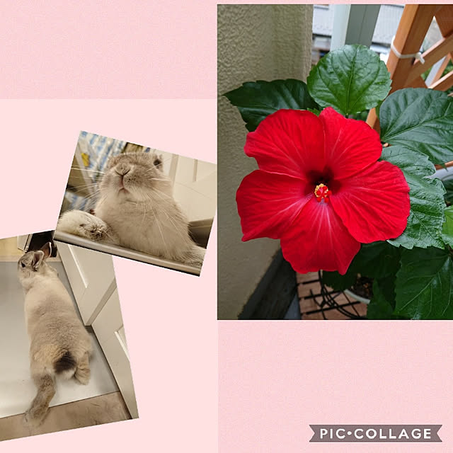 yokomokoさんの実例写真