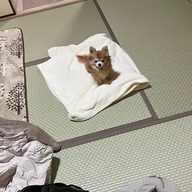 koroさんの部屋
