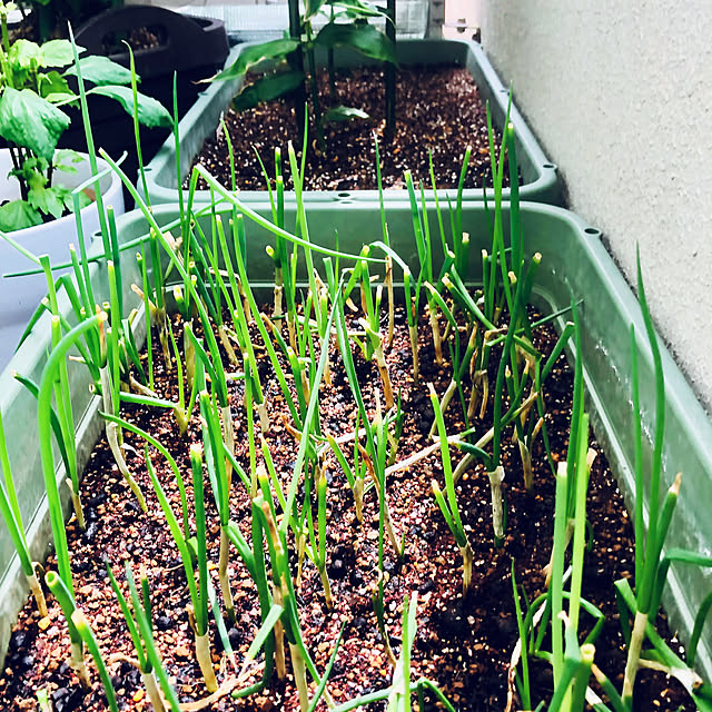 hanachanさんの部屋