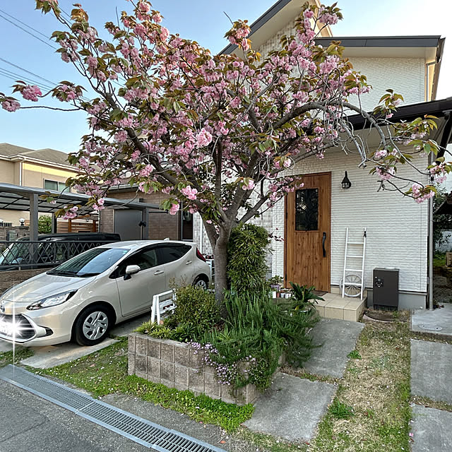 部屋全体/グリーンのある暮らし/ナチュラルが好き/八重桜のインテリア実例 - 2025-04-19 08:12:13