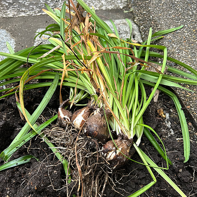 fumikoiさんの部屋