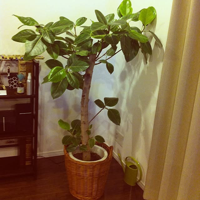 acoさんの実例写真