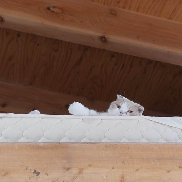 siiiyさんの実例写真
