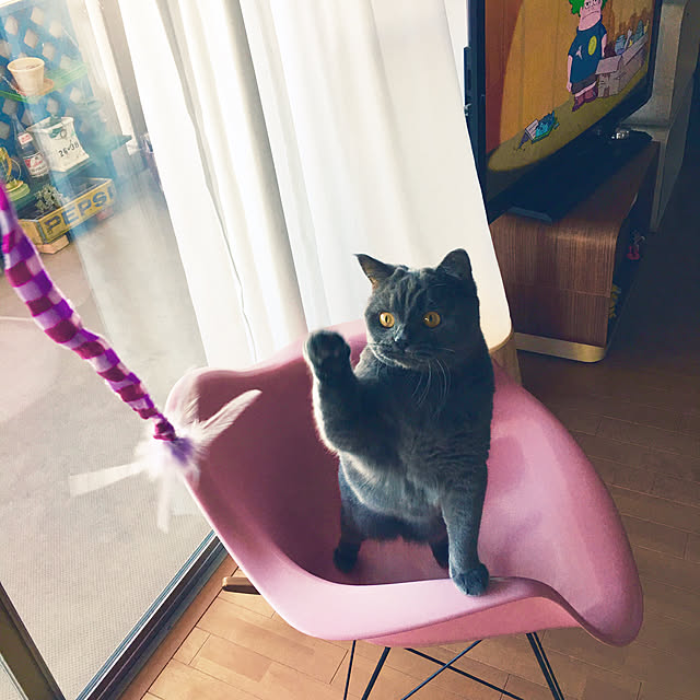 Shojiさんの実例写真