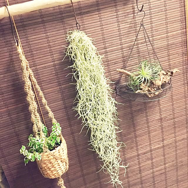 chicaphyさんの実例写真