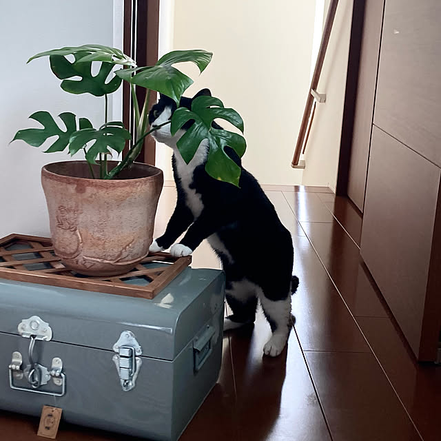 mako2yaさんの実例写真