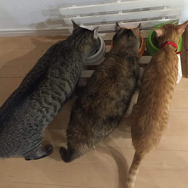yufullfullさんの実例写真
