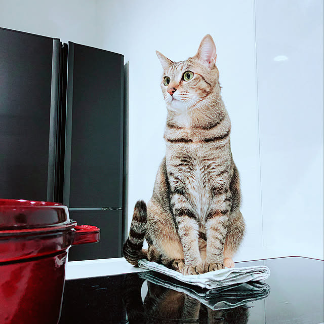 okayouさんの実例写真