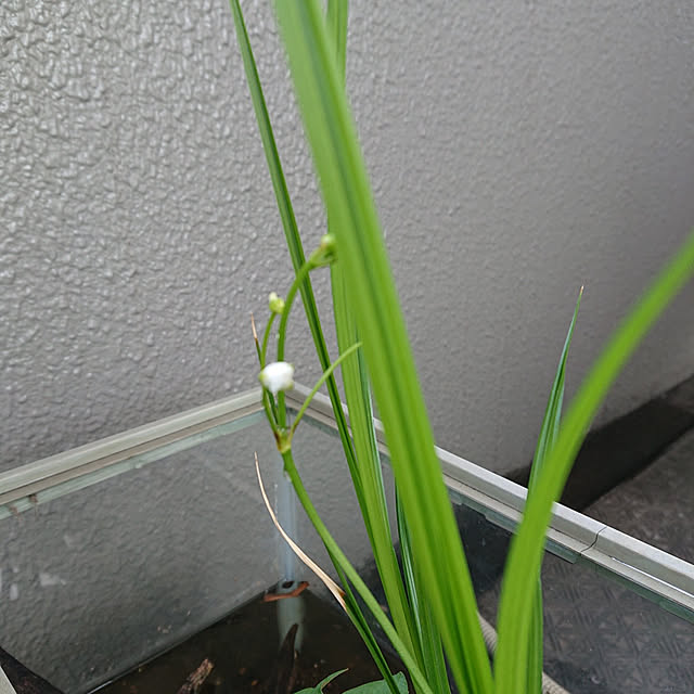 kakkaさんの実例写真