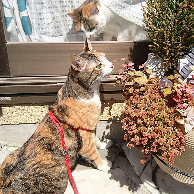taleo07さんの実例写真