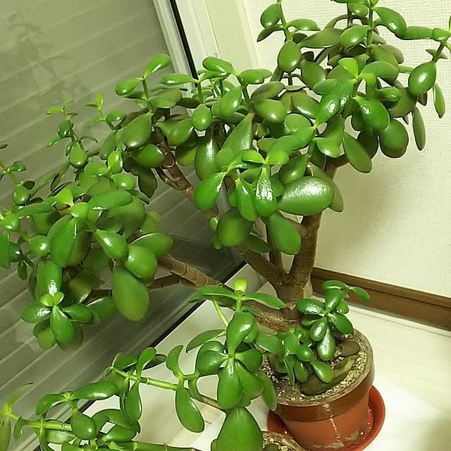 tOuChさんの部屋