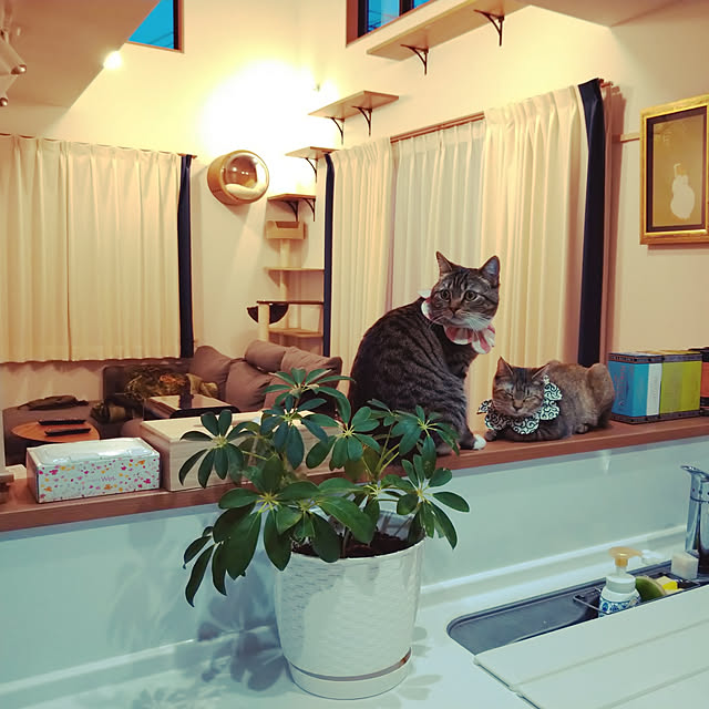 mochicoさんの実例写真