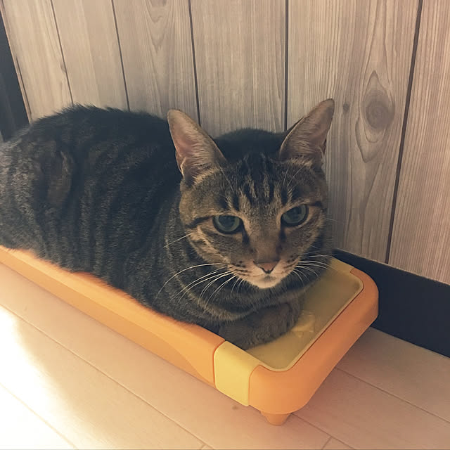 shigimiさんの実例写真
