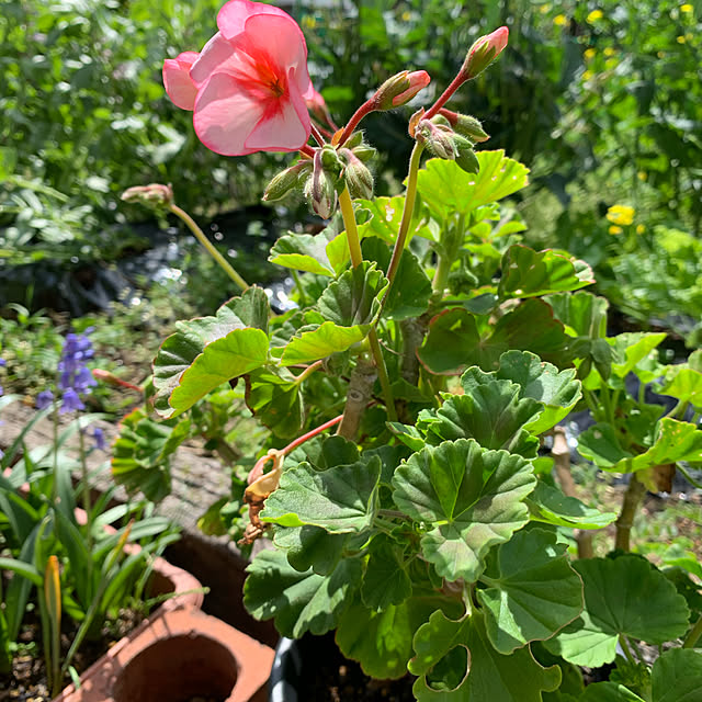 romiromiさんの実例写真