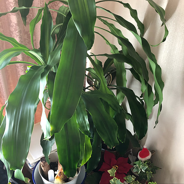 でかい観葉植物/謎の観葉植物/観葉植物/部屋全体のインテリア実例 - 2020-03-16 10:40:34