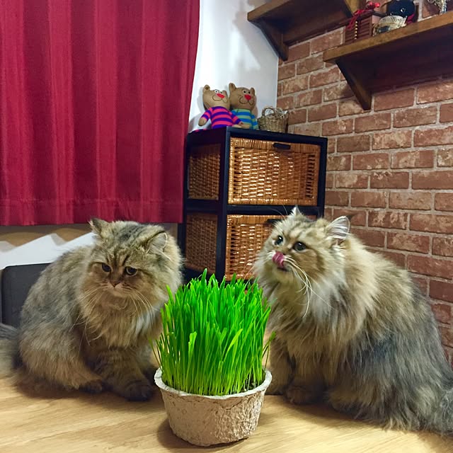 butachanさんの実例写真
