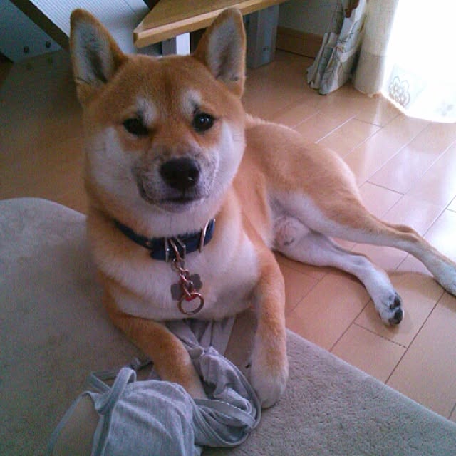 kotaさんの実例写真