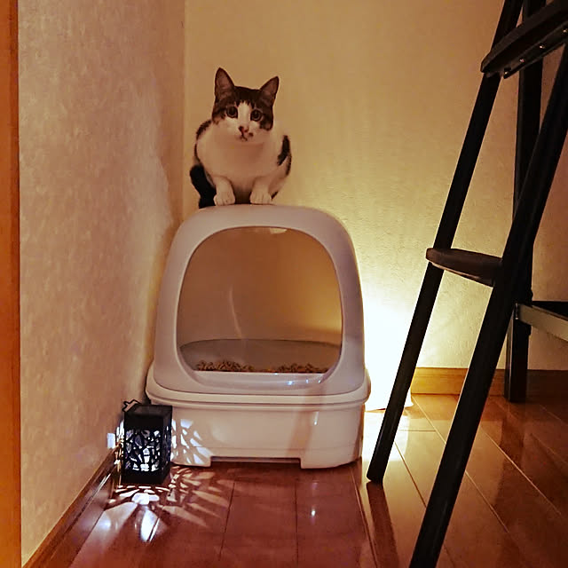 kikuさんの実例写真