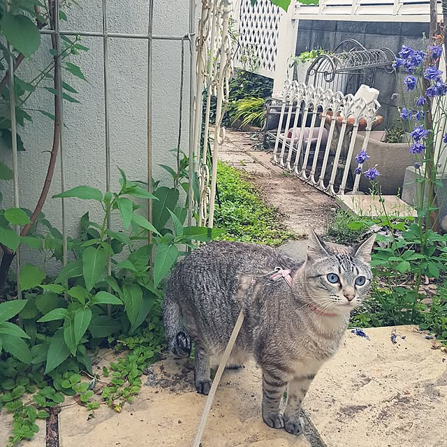neoさんの実例写真