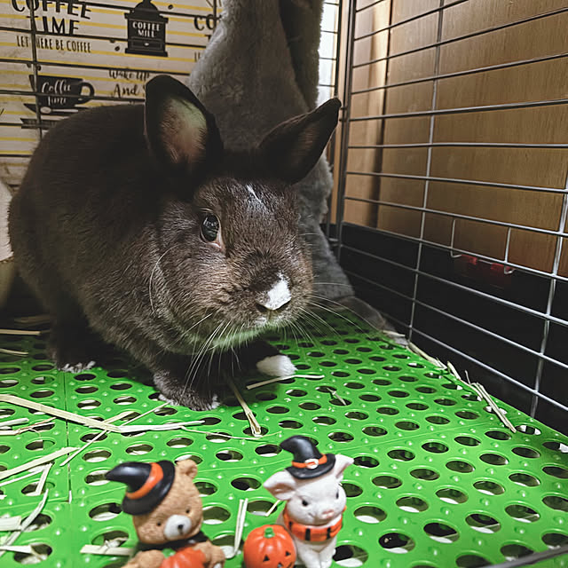 portulacaさんの部屋