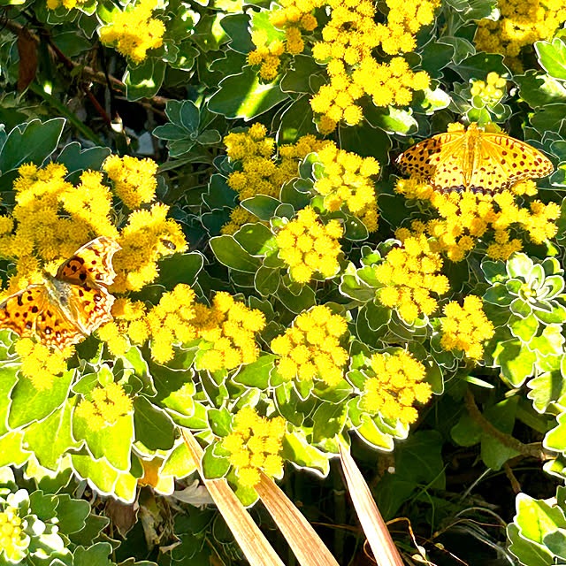 玄関/入り口/磯菊/庭/庭のある暮らし/庭の草花...などのインテリア実例 - 2024-12-04 11:29:55