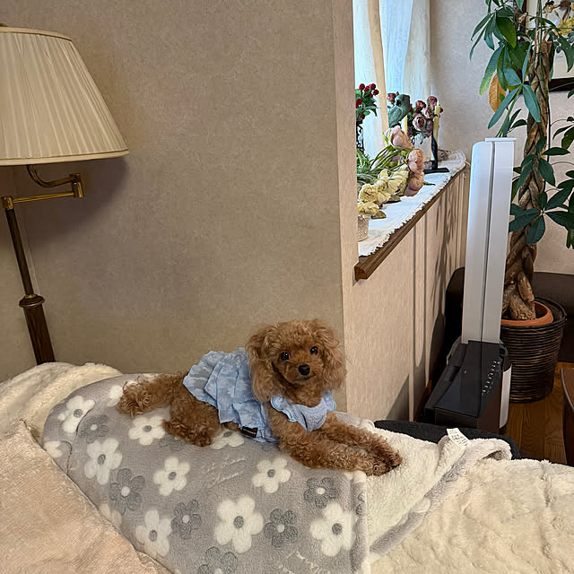 mamizaさんの部屋