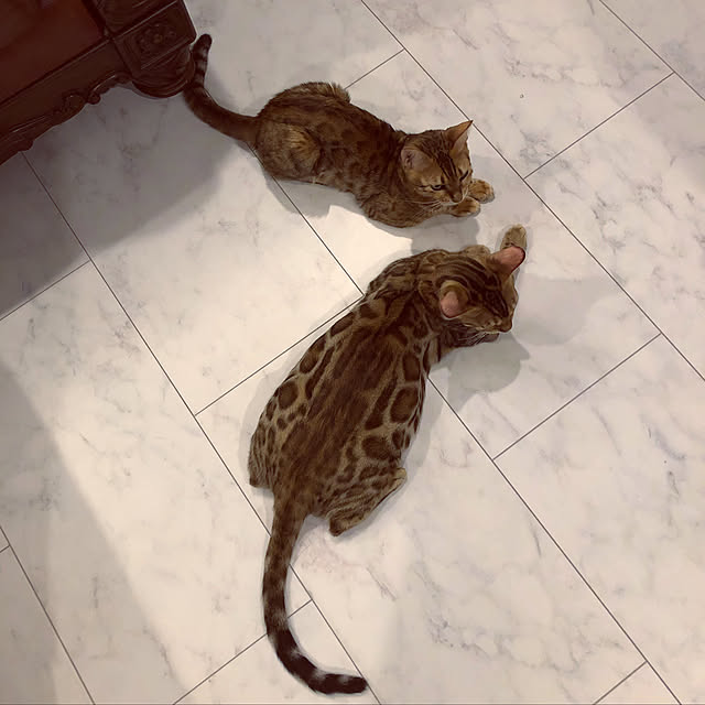 iranさんの実例写真