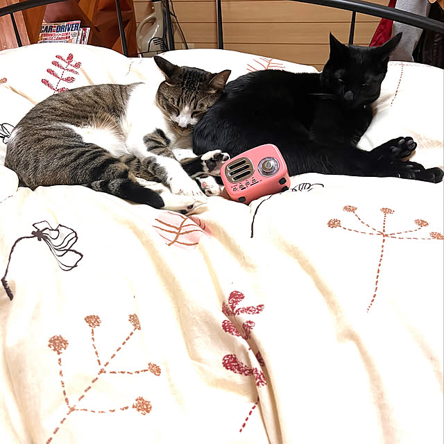 jijiさんの実例写真
