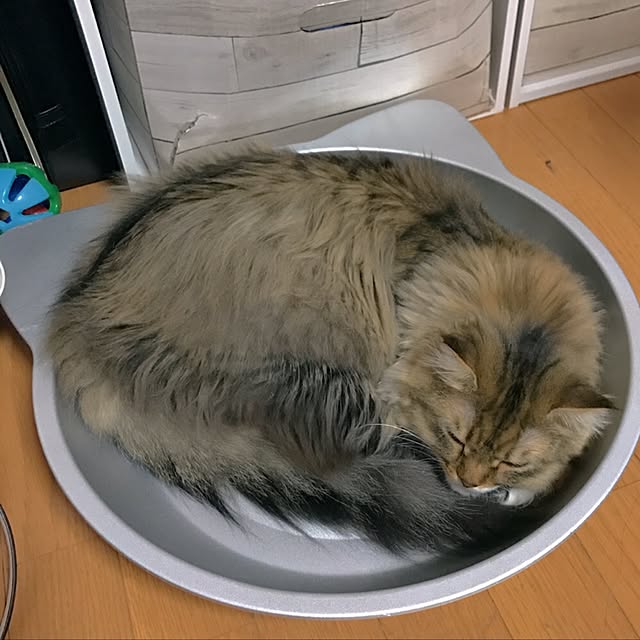 CATさんの実例写真