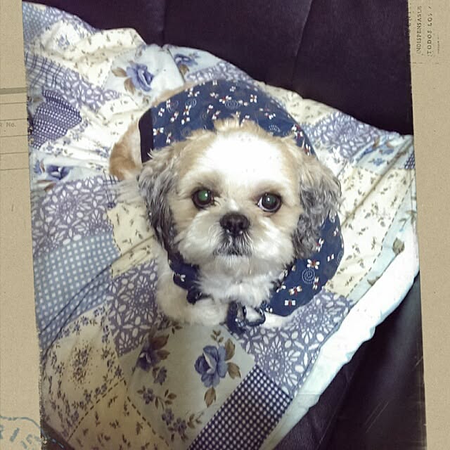 tibiさんの実例写真