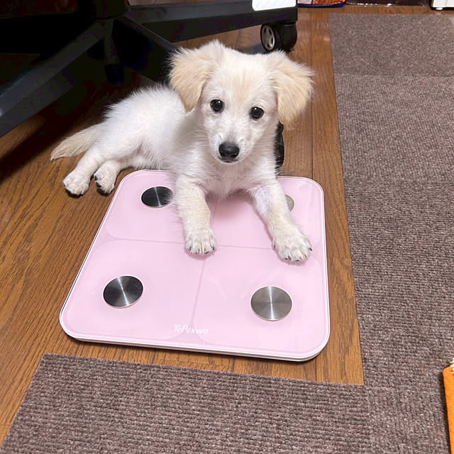 pupuさんの実例写真