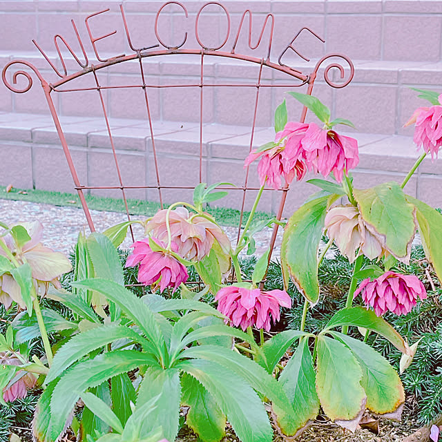 moolさんの実例写真
