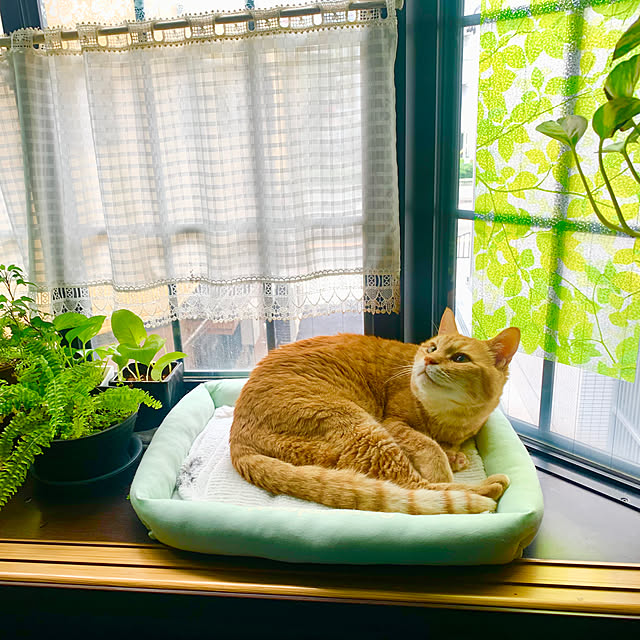tututu0204さんの実例写真