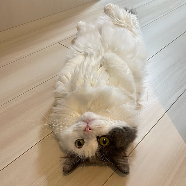 prosciuttoさんの実例写真
