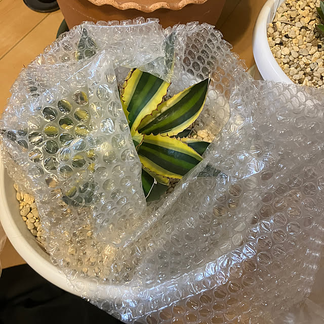 koshiregutyoさんの実例写真