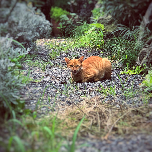 150091253さんの実例写真