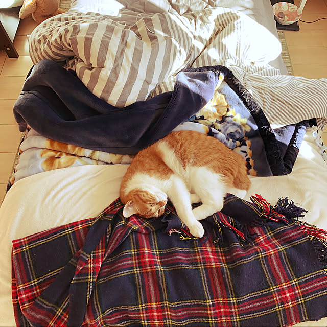 nekomamaさんの実例写真