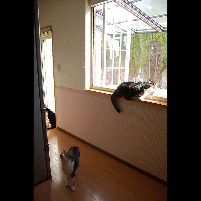 kikufujiさんの実例写真