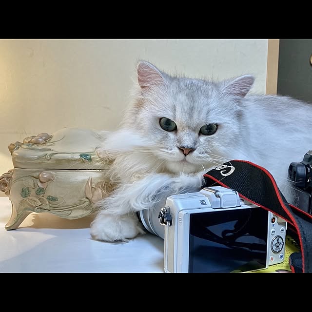 miravivianさんの実例写真