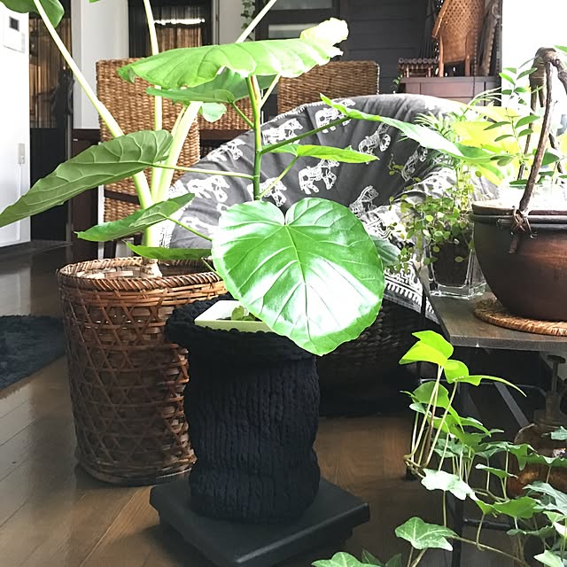 cocotaiさんの実例写真