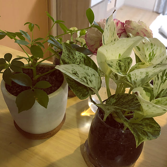 yuyuさんの部屋