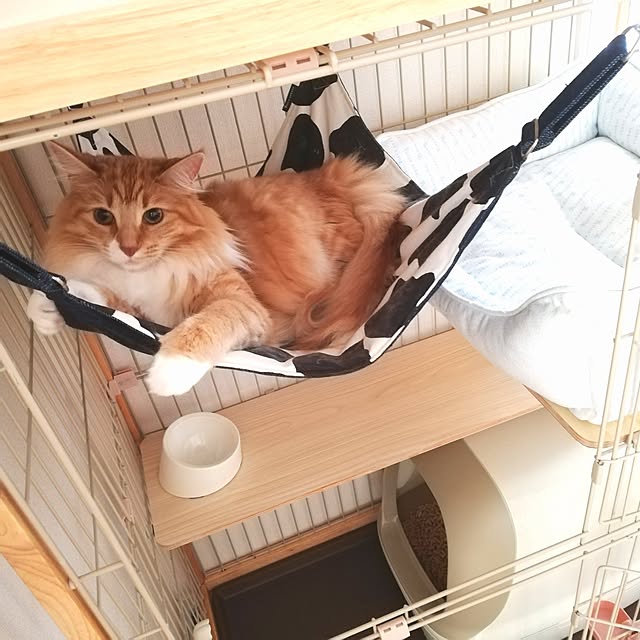 pinokoさんの実例写真